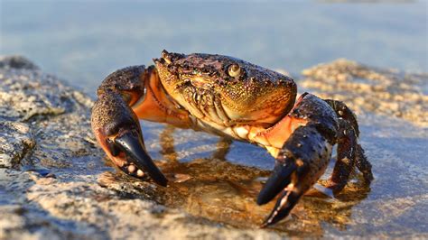 stone crab fishing facts